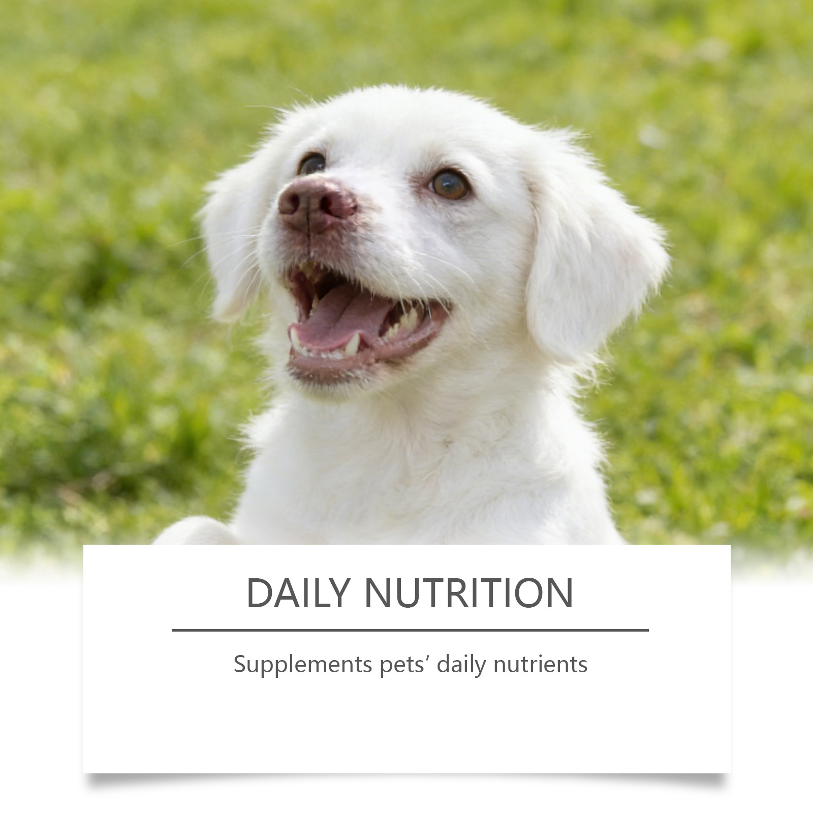 Dog Taurine Powder Easy-To-Mix - Wellness Health Nutrition บทวิจารณ์และราคา